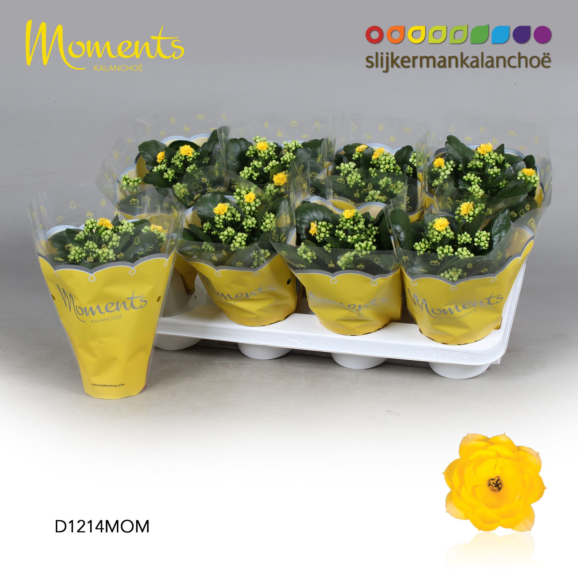 Kalanchoe Moments - Yellow, D 12