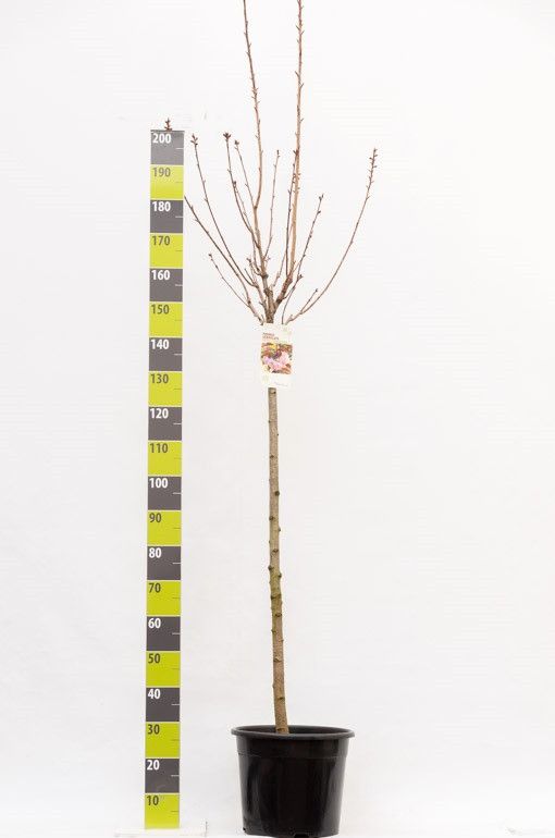 Prunus serrulata 'Royal Burgundy' C 20 ha 120, D 34