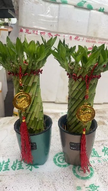 Драцена сандериана олл Фенг Шуи Вотер Вхил 9 36