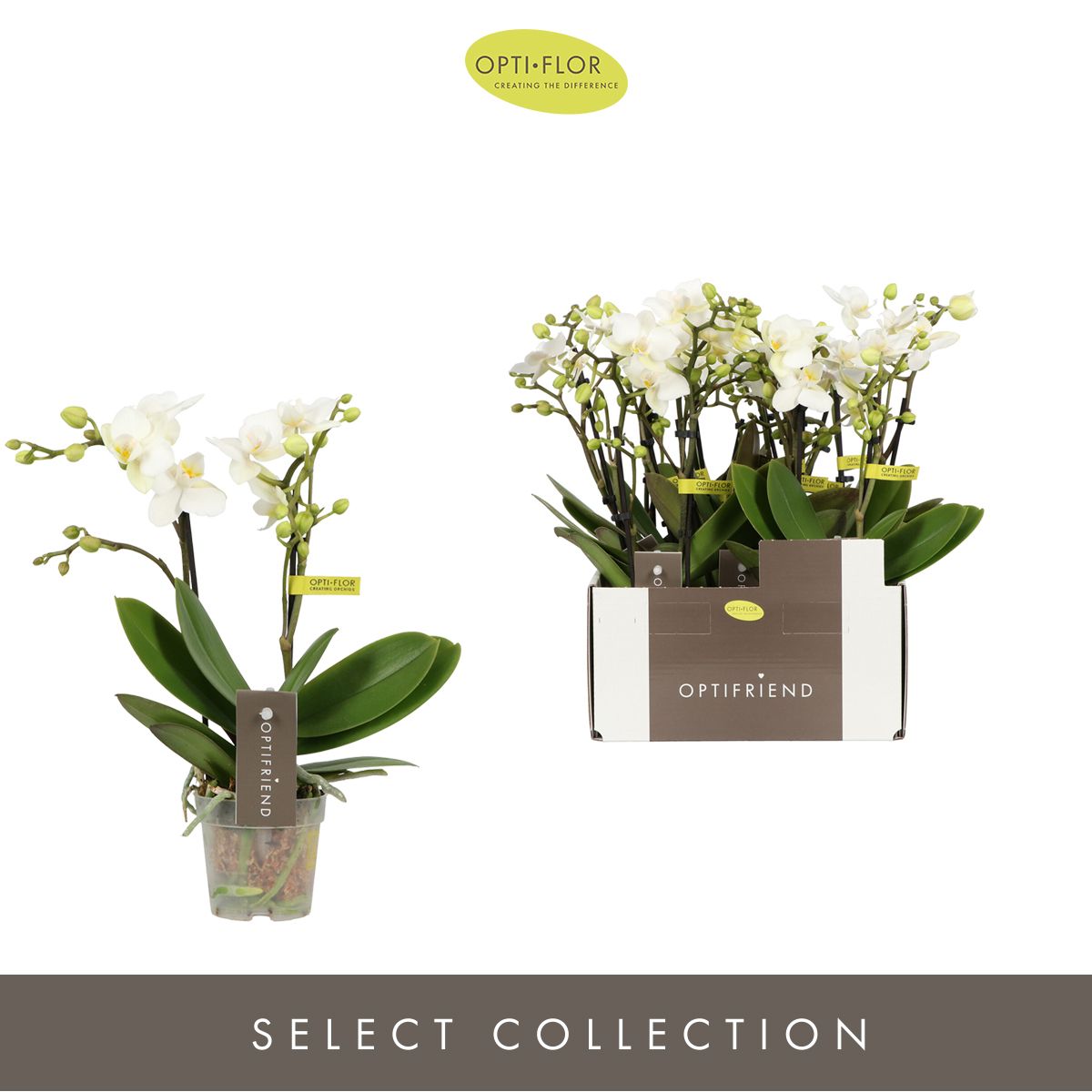 Optifriend Sandra 2 spike, D 7 cm