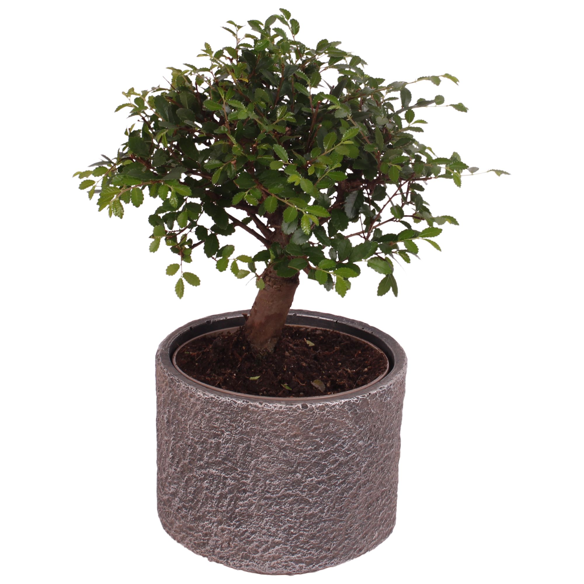 Bonsai Indoor Mix Ø12cm Ball Shape in Ø14cm Ceramic NT566, D 14