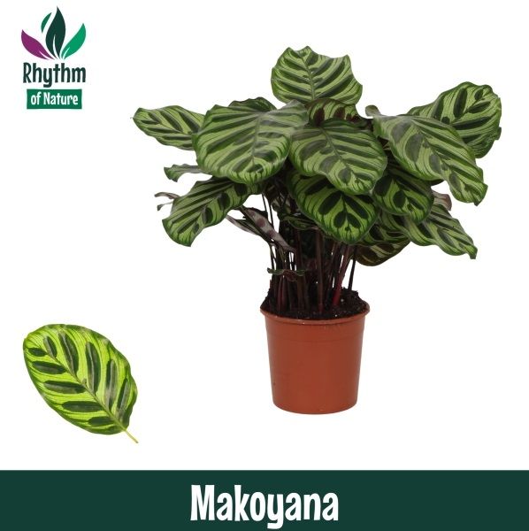 Calathea 14cm Makoyana - Rhythm of Nature, D 14