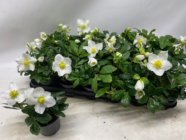 Helleborus niger - FBA® - Little Star Royal - P9 XL, D 9 cm