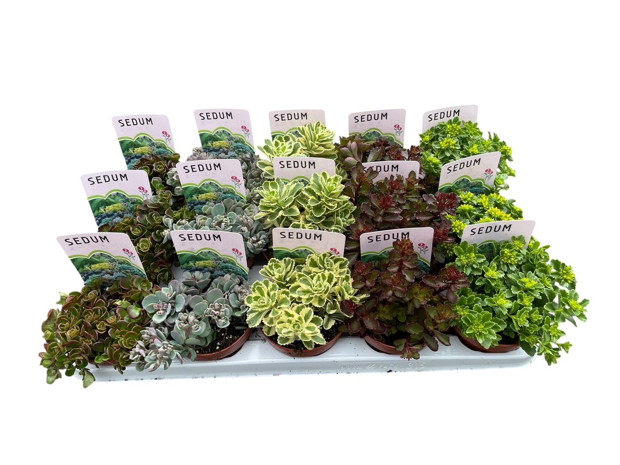 Sedum mix in tray, D 10,5