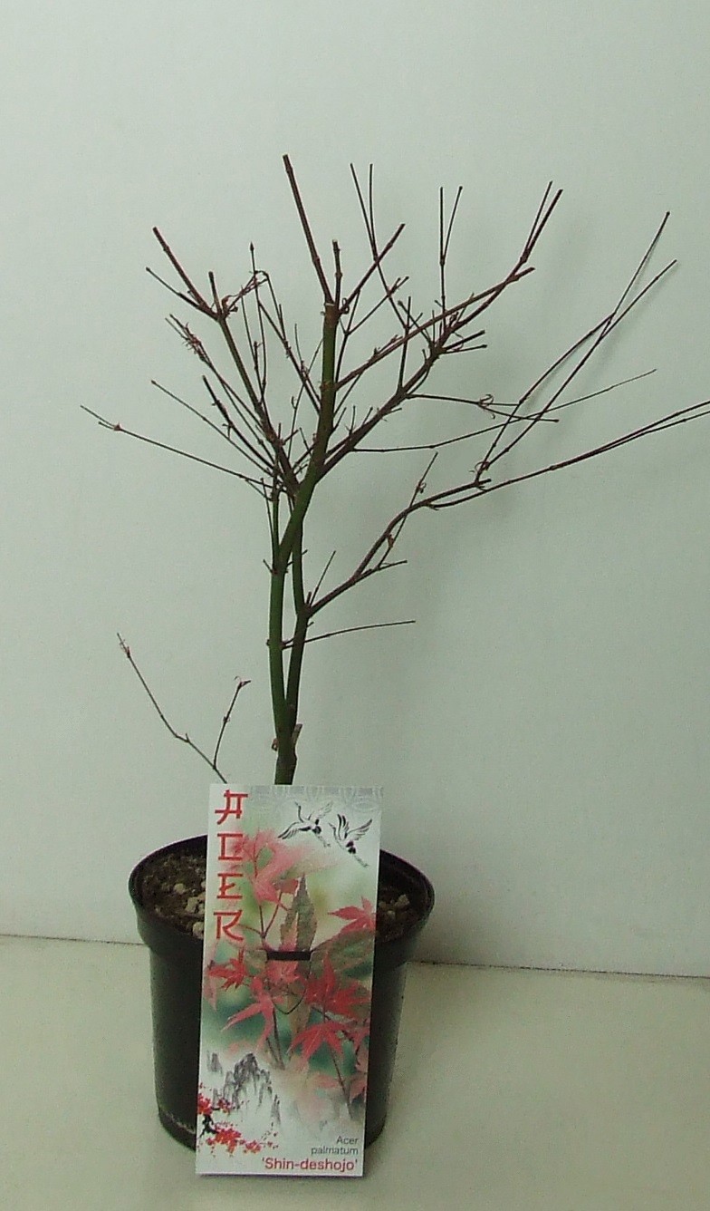 Acer palmatum 'Shin-deshojo' P19, D 19