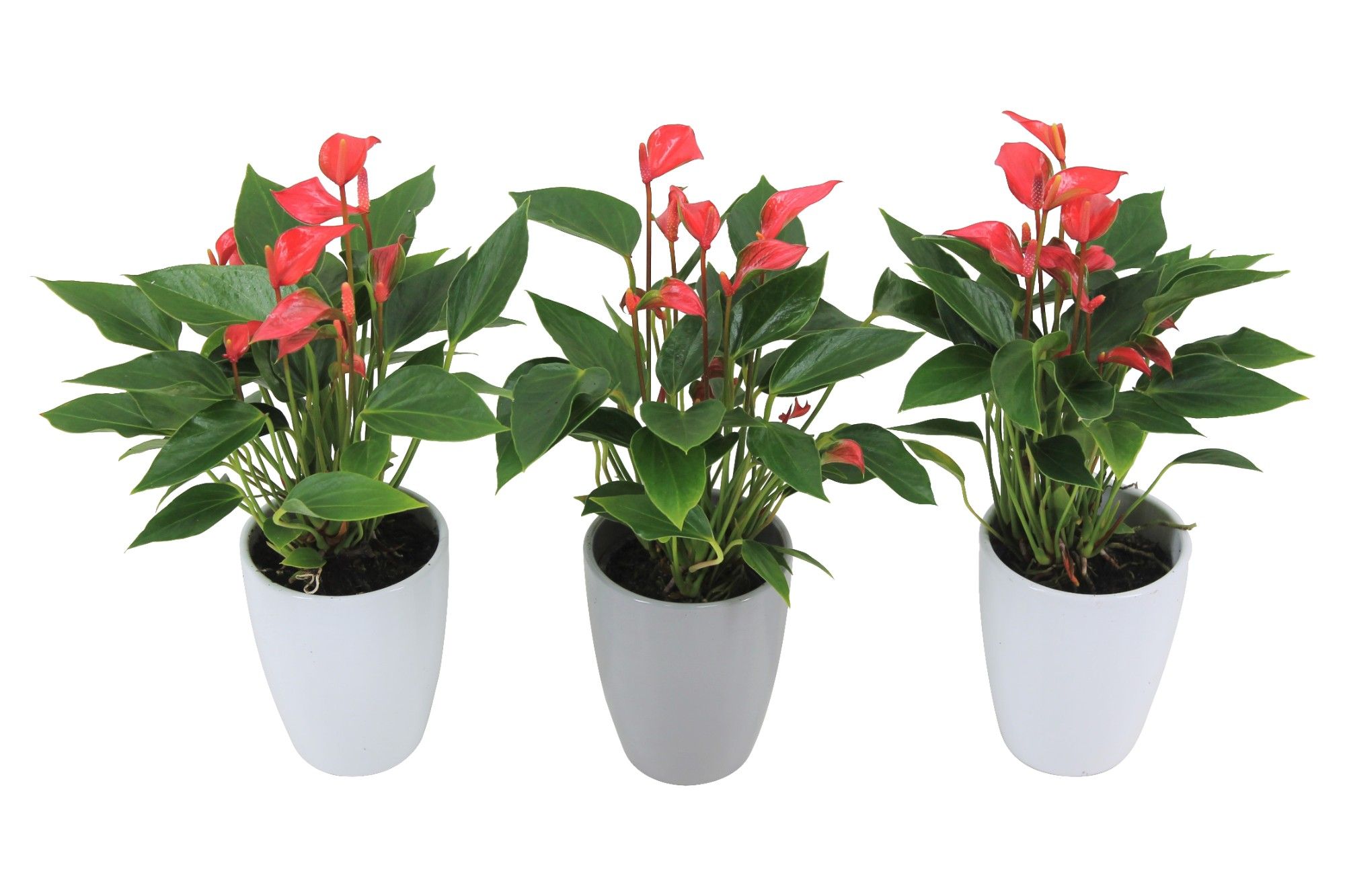 Anthurium XL.113 Trillions Red 9cm met keramiek, D 9