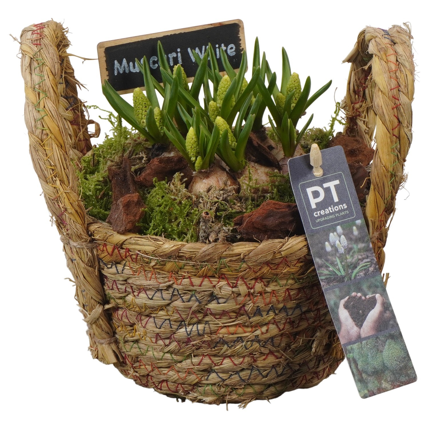 PTWMB8126 Arrangement Muscari White in riet mand, D 15