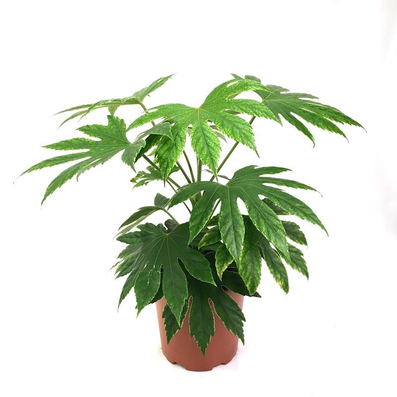 FATSIA JAPONICA H1113, D 19 cm