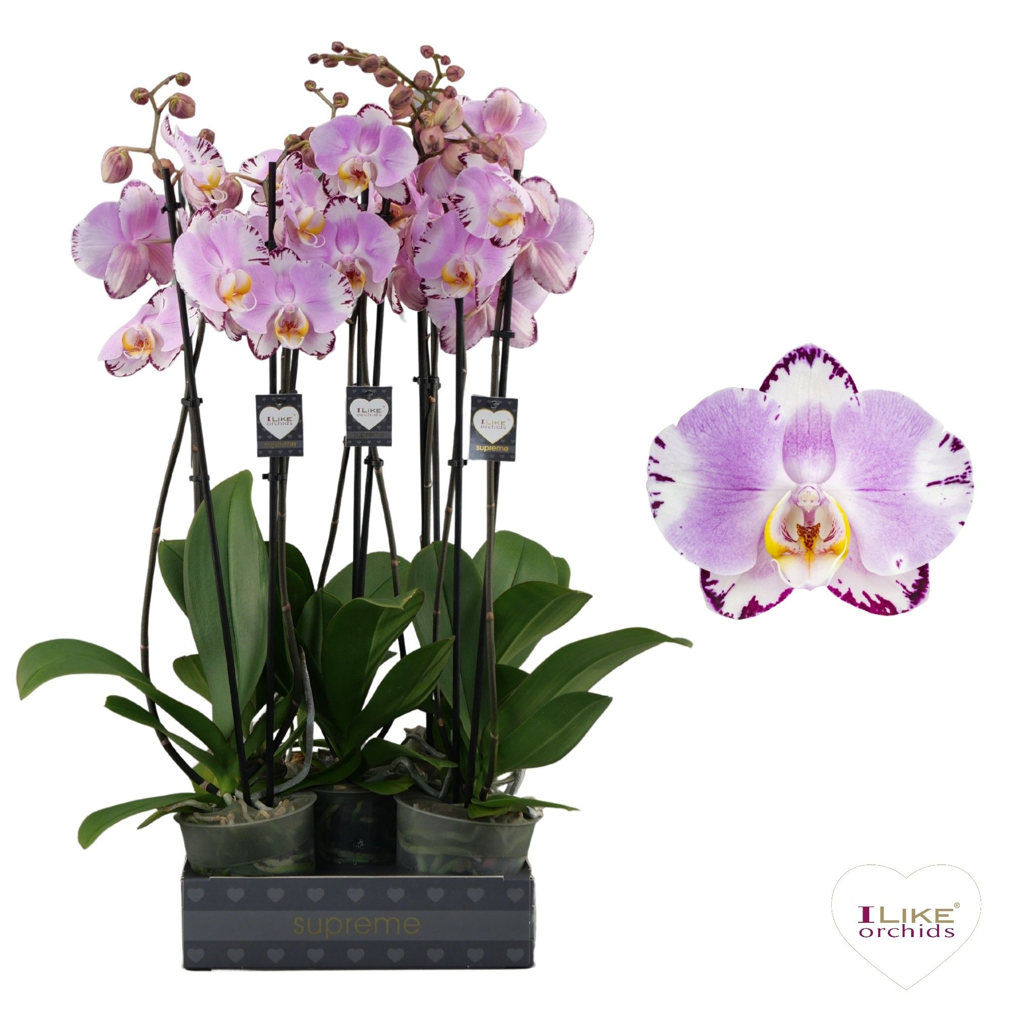 Phalaenopsis Art Nouveau - 2 tak 60cm, D 12