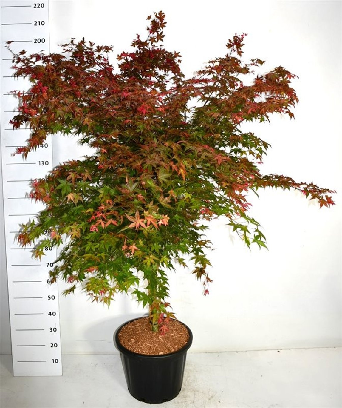 Acer pal. 'Beni-maiko', D 40