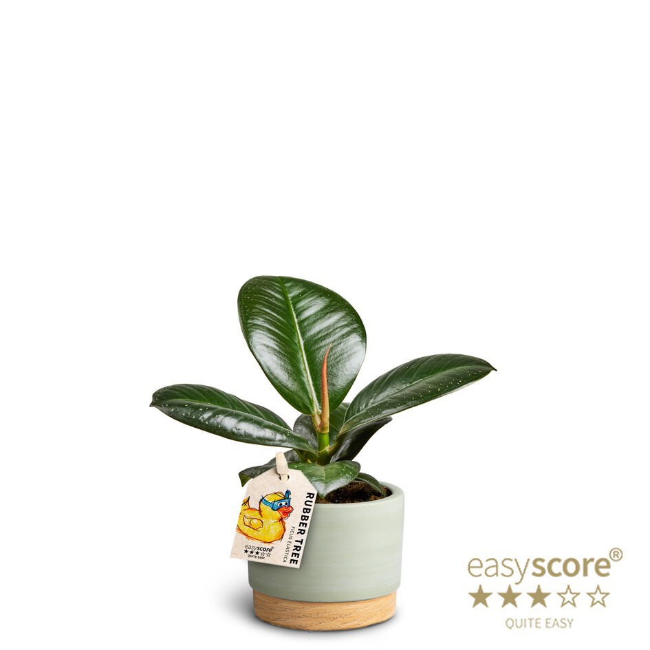 Woodbase Green, Ficus elastica ´Sofia´, D 7 cm