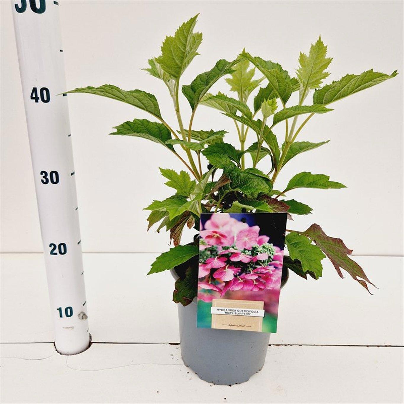 Hydrangea quercifolia 'Ruby Slippers', D 17 cm