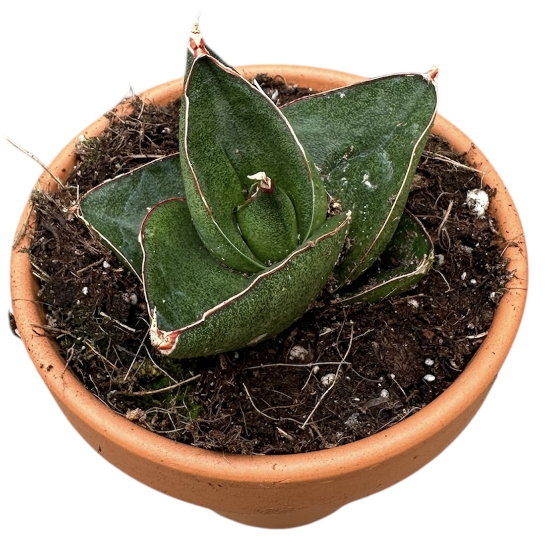 Sansevieria Opera House, D 8