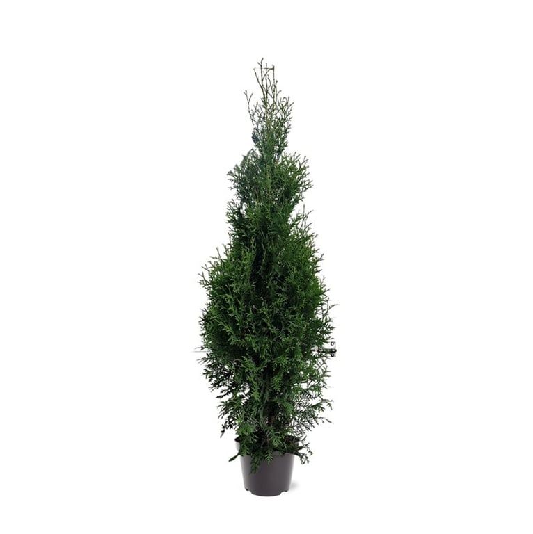 Thuja occidentalis 'King of Brabant' (pbr) (zonder etiket), D 26