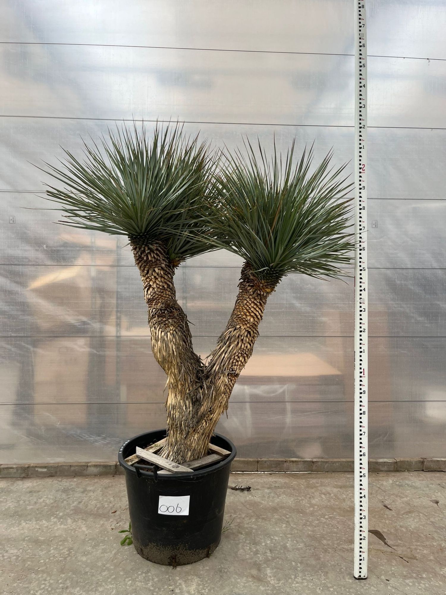 Yucca Rostrata Multistam 006 - 220cm, D 60