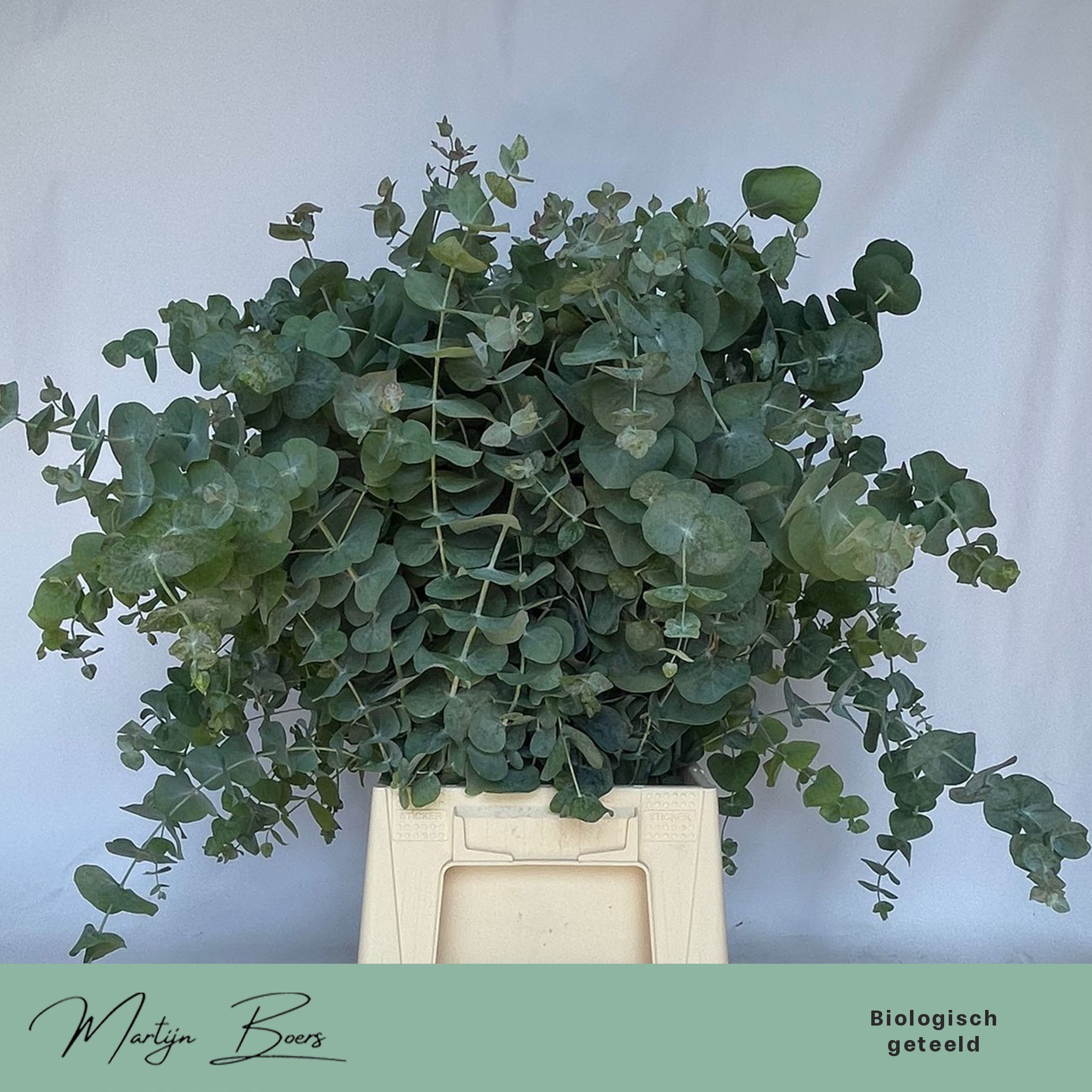 Эвкалипт Цинерея 80, шт.