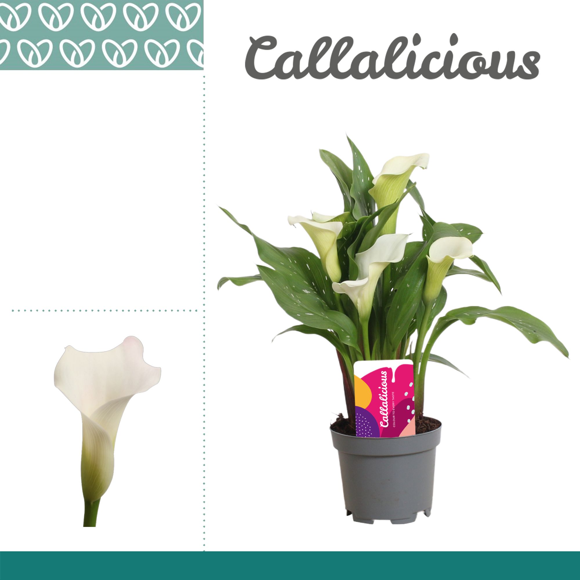 Zantedeschia (Calla) Wit, D 10,5