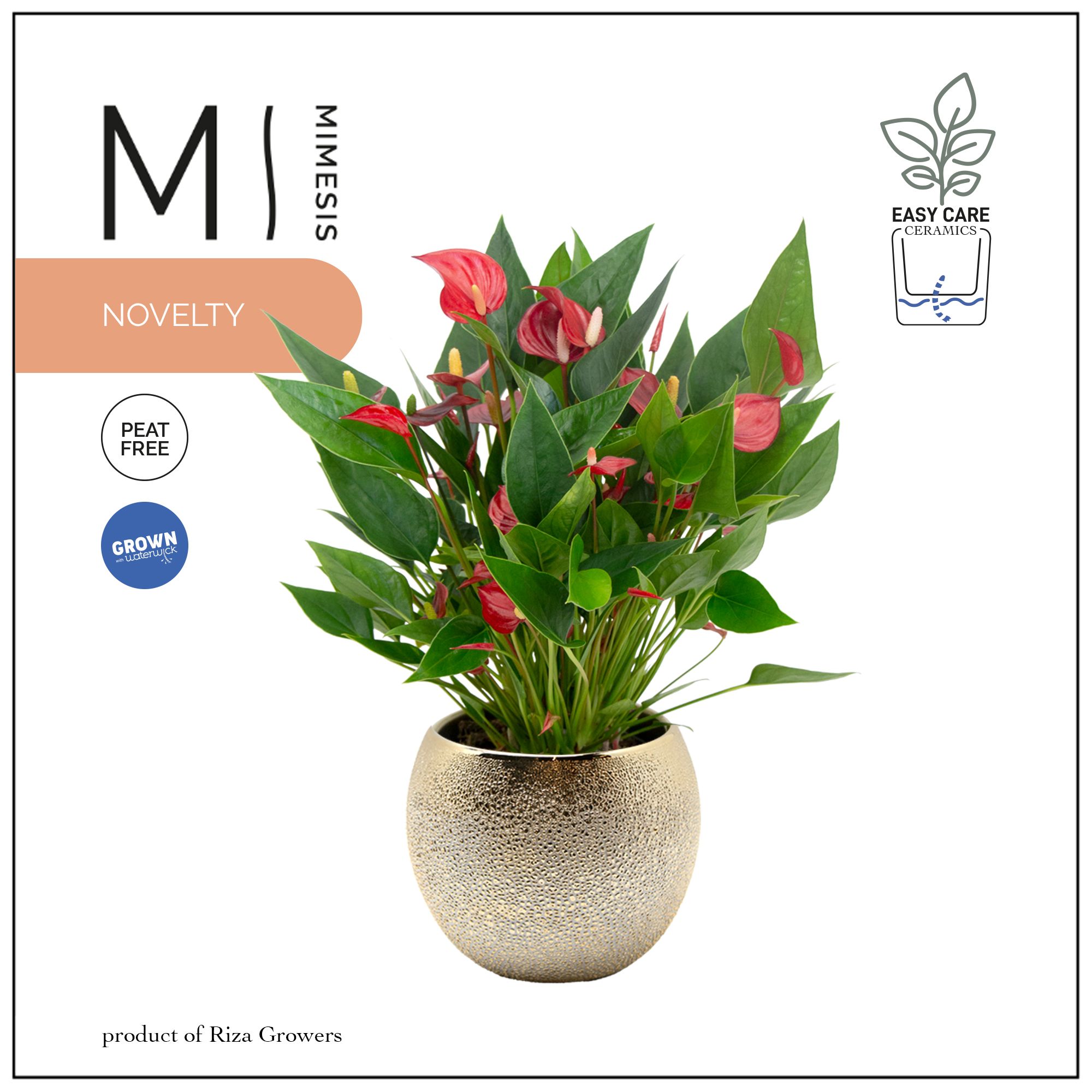 Mimesis Anthurium KARMA Million - Bubbly gold, D 12