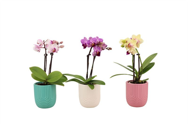 Mila p06 mix Phal Tiny Dolls mix 2T10+ Aqu@, D 6