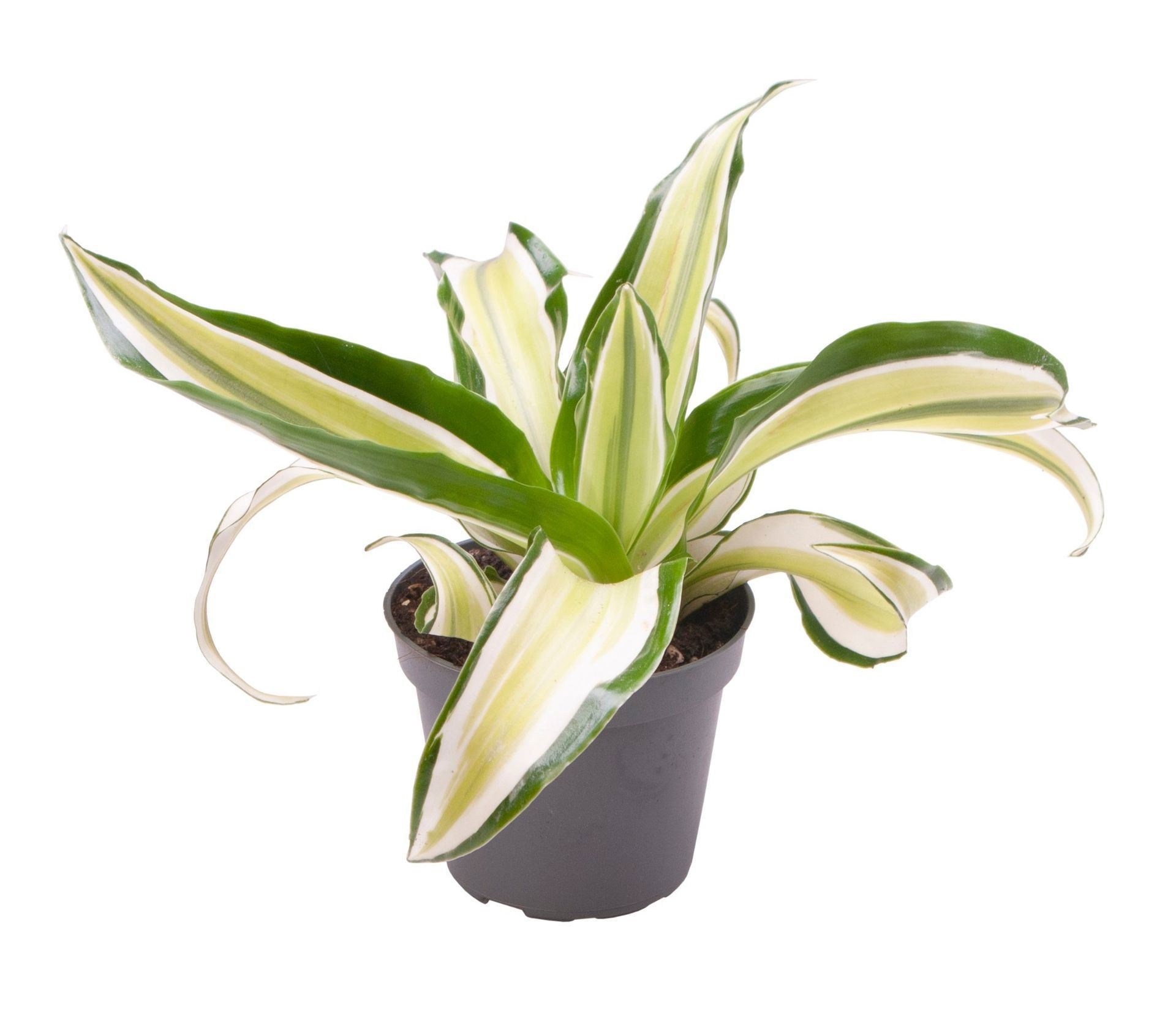 Dracaena Dragontree� Malaika, D 6