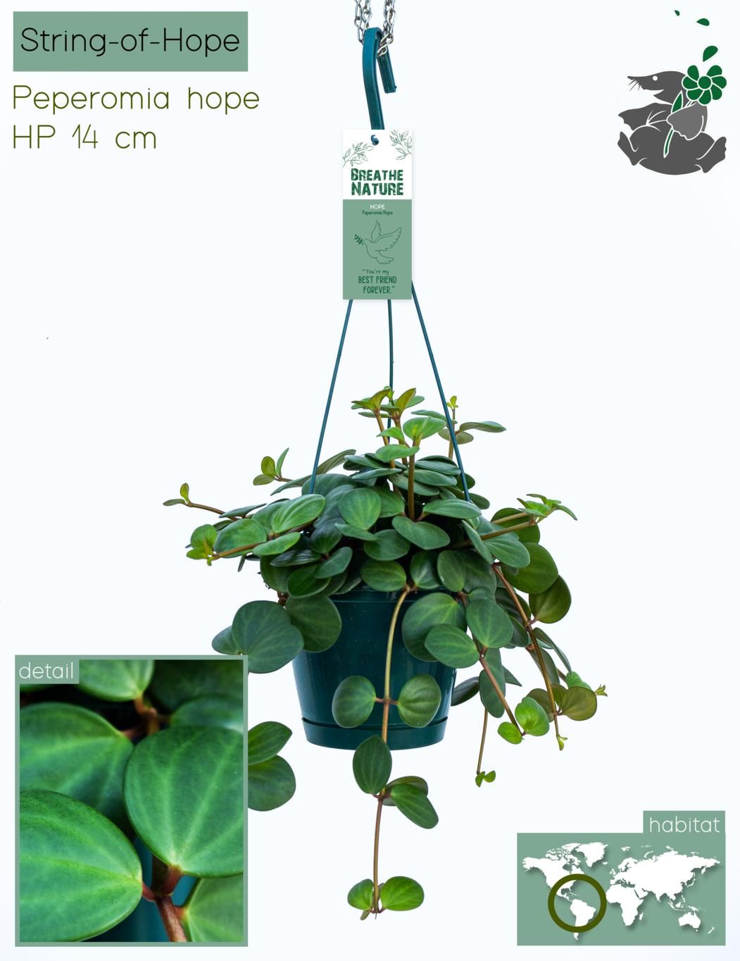 Peperomia Hope HP14, D 14