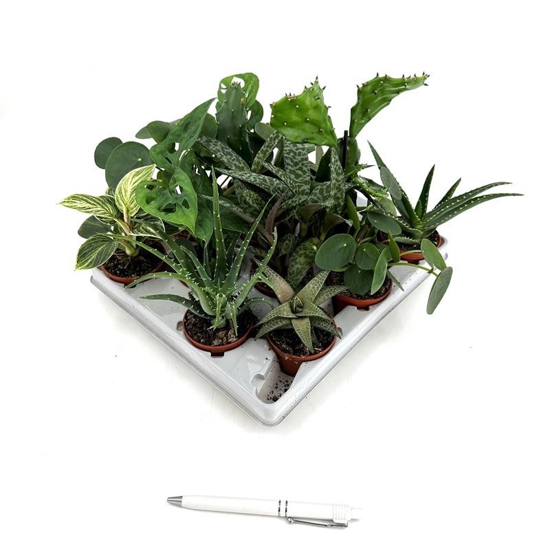 Jungle mix H899, D 6 cm