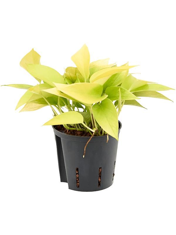 Scindapsus (Epipremnum) 'Golden pothos', D 13 cm