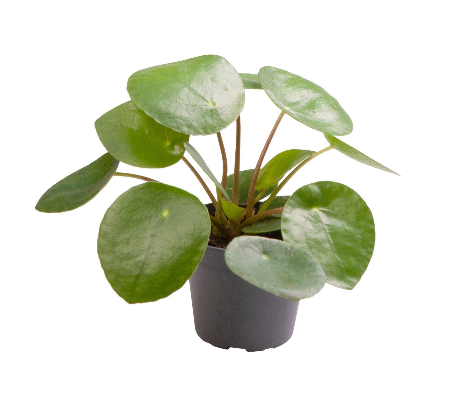 Pilea Peperomioides, D 6