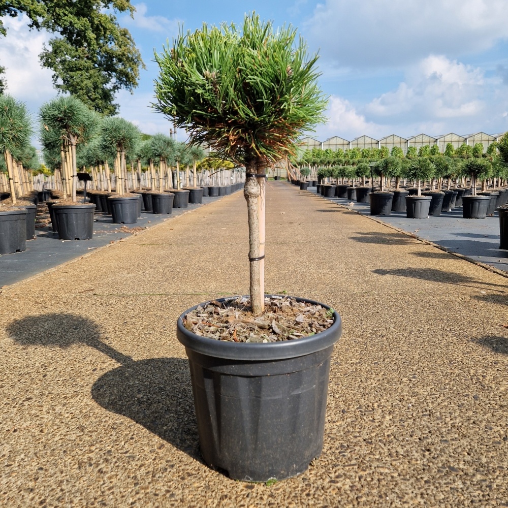 Pinus nigra 'Lemon Pearl'®, D 26 cm