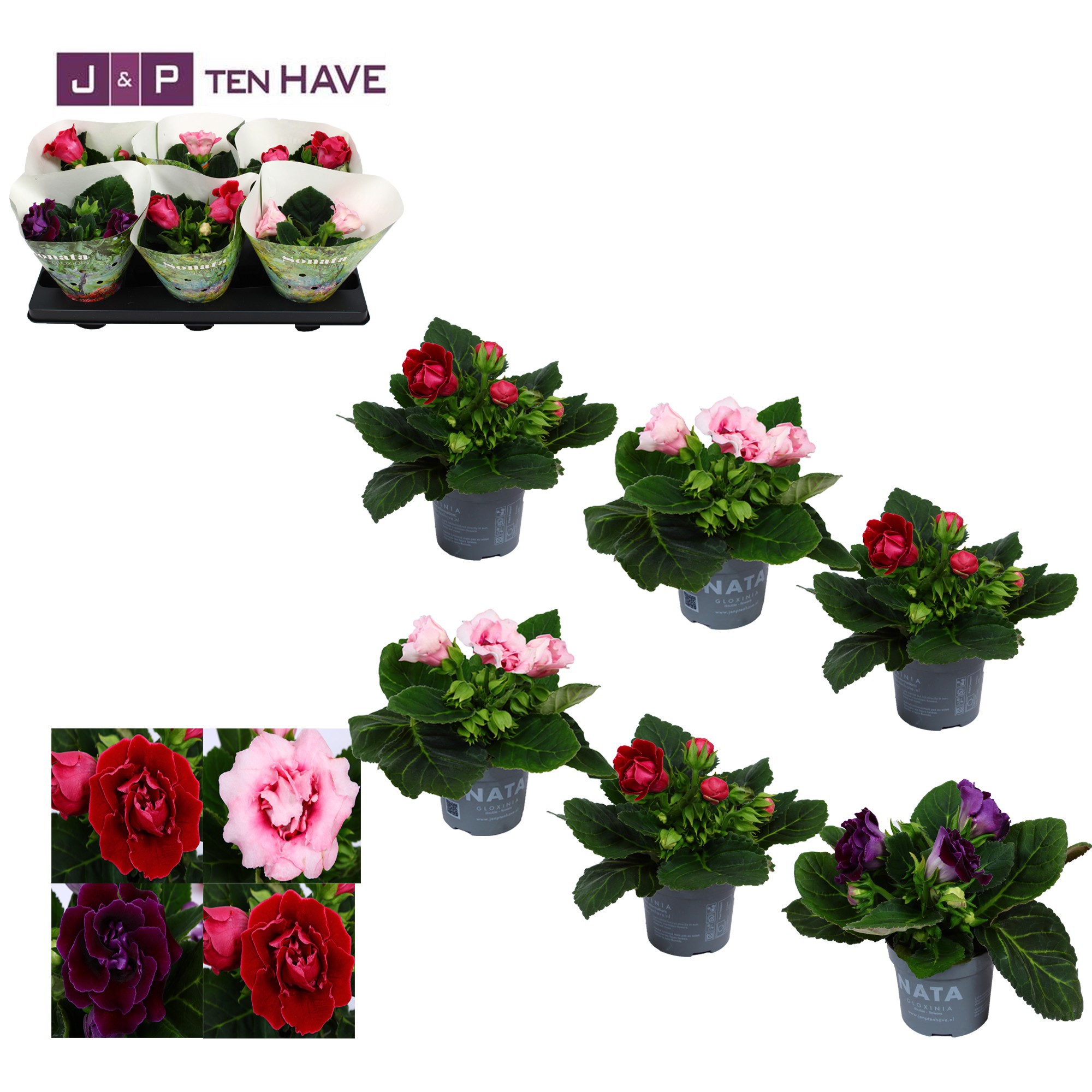 Gloxinia Sonata Mix 13 cm (4 kleuren), D 13