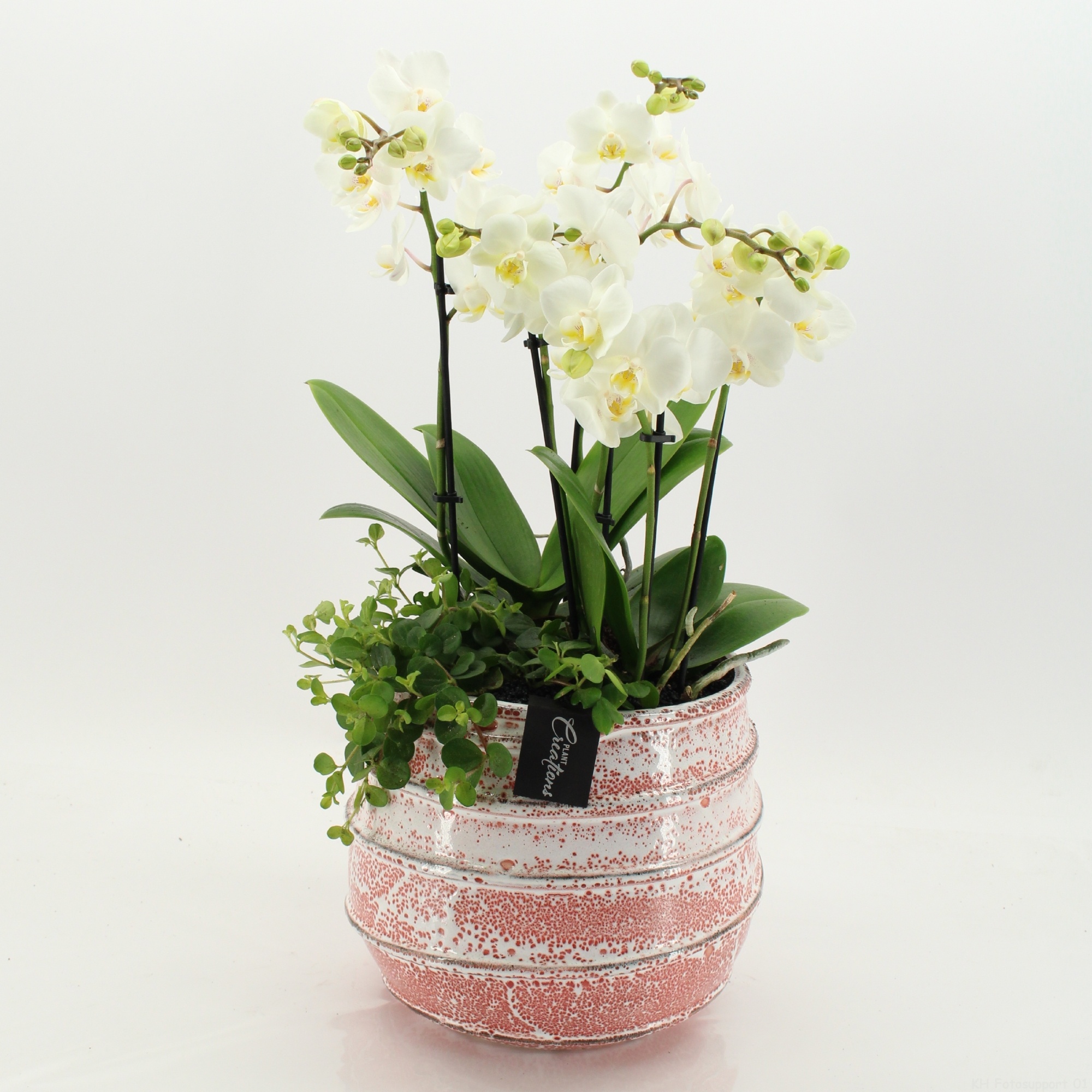 LICR-2625W Limited Edition Phalaenopsis, D 24