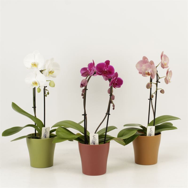 Phalaenopsis Elegant Cascade Shapes mix 1 en 2 tak in herfst keramiek, D 12 cm