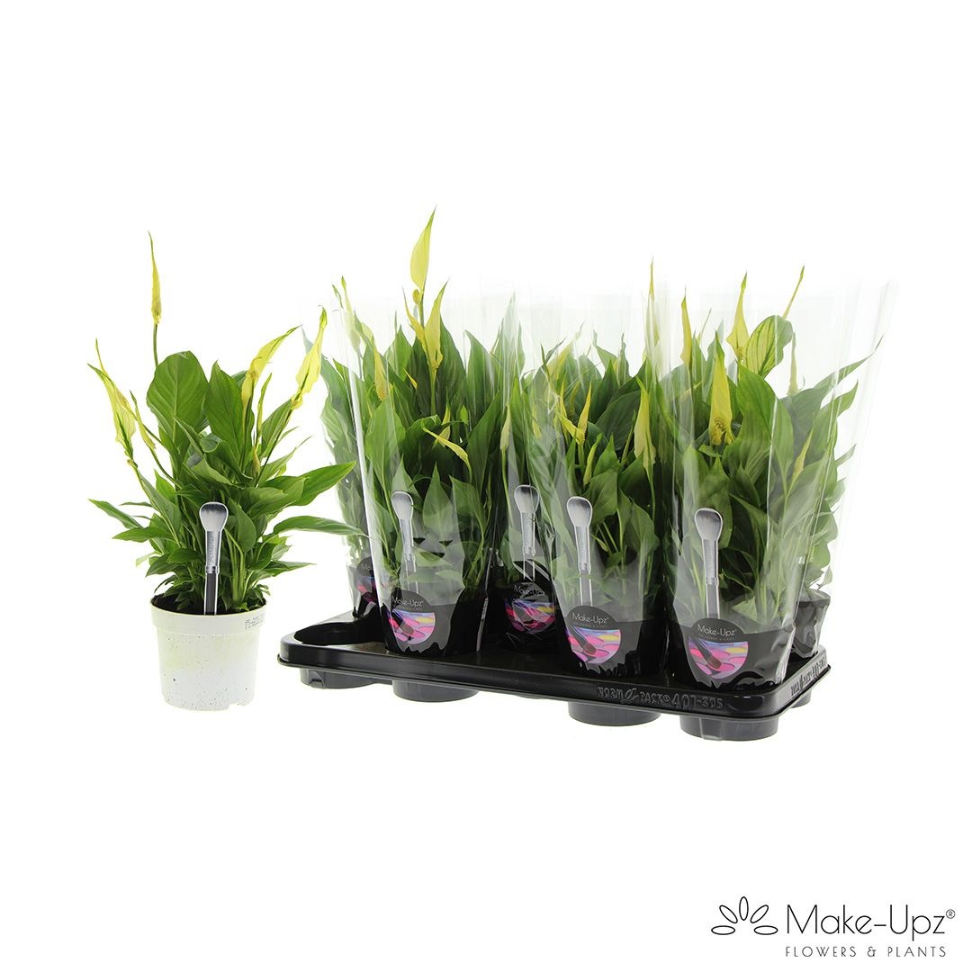 Spathiphyllum 13 cm Bellini Make Upz geel, D 13