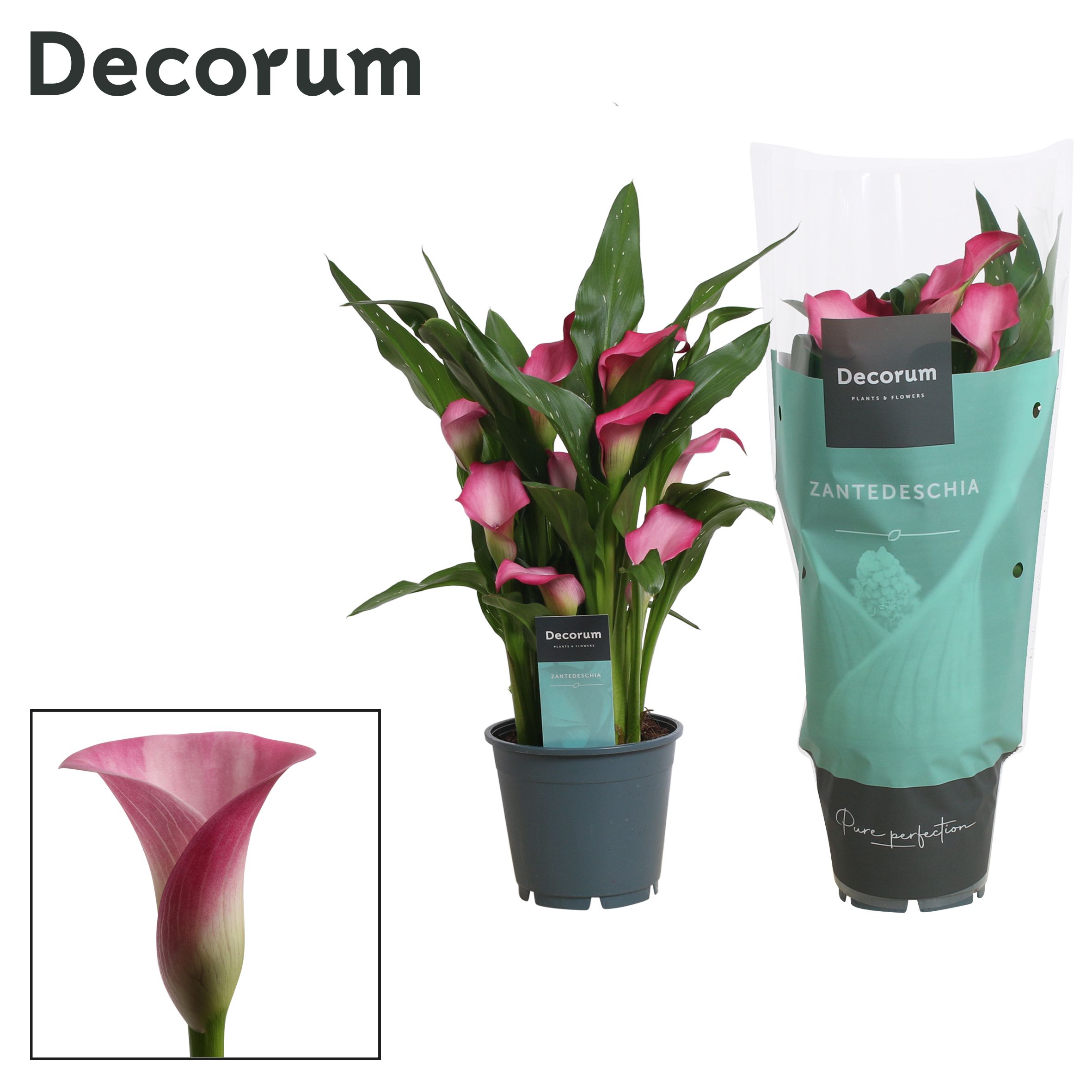 Zantedeschia (Calla) Roze (Decorum), D 14