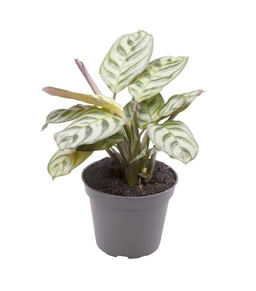 CALATHEA HYBRIDA 'LEUCONEURA AMABILIS', D 6 cm