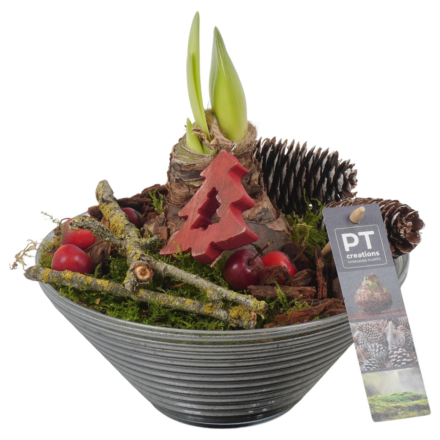 PTACH5941 Arrangement Amaryllis Christmas in glas schaal, D 19 cm