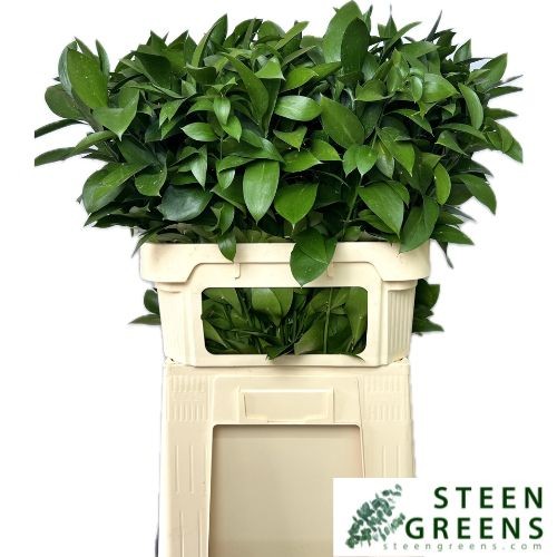 Рускус Израильский 80, шт.