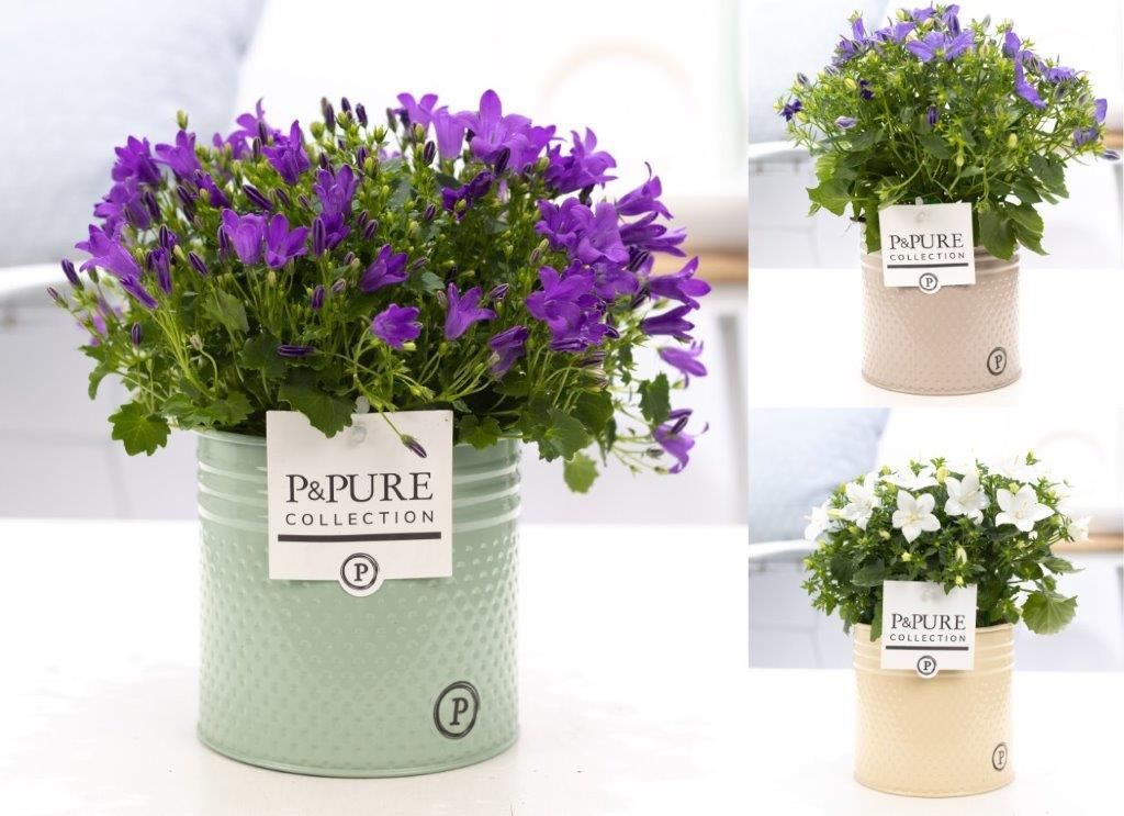 Campanula Mix Pure Zinc Louise, D 14