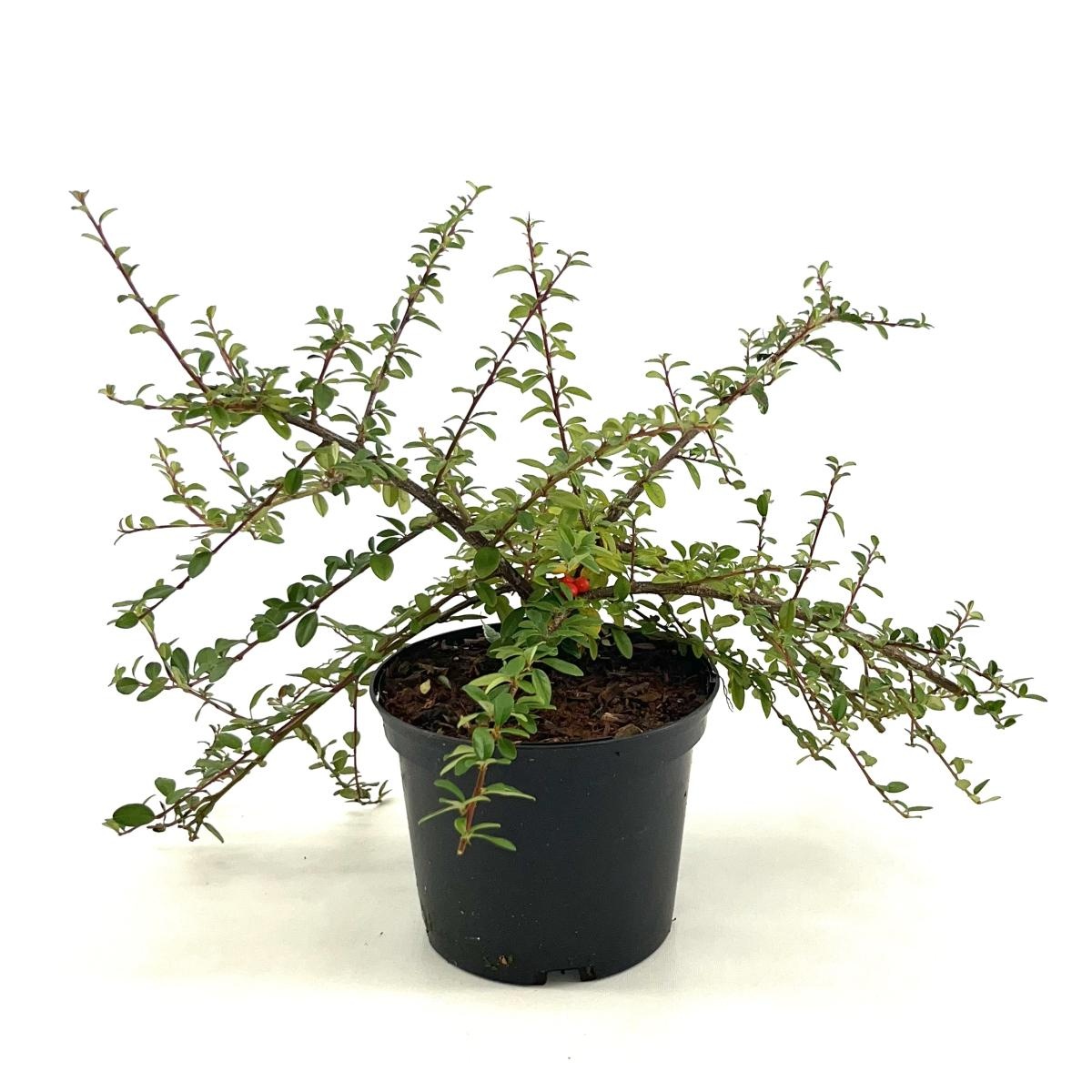 Cotoneaster suec. 'Coral Beauty', D 17 cm