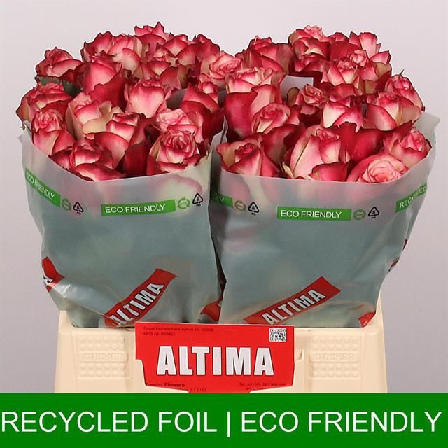 Роза од. Палома 40, шт.