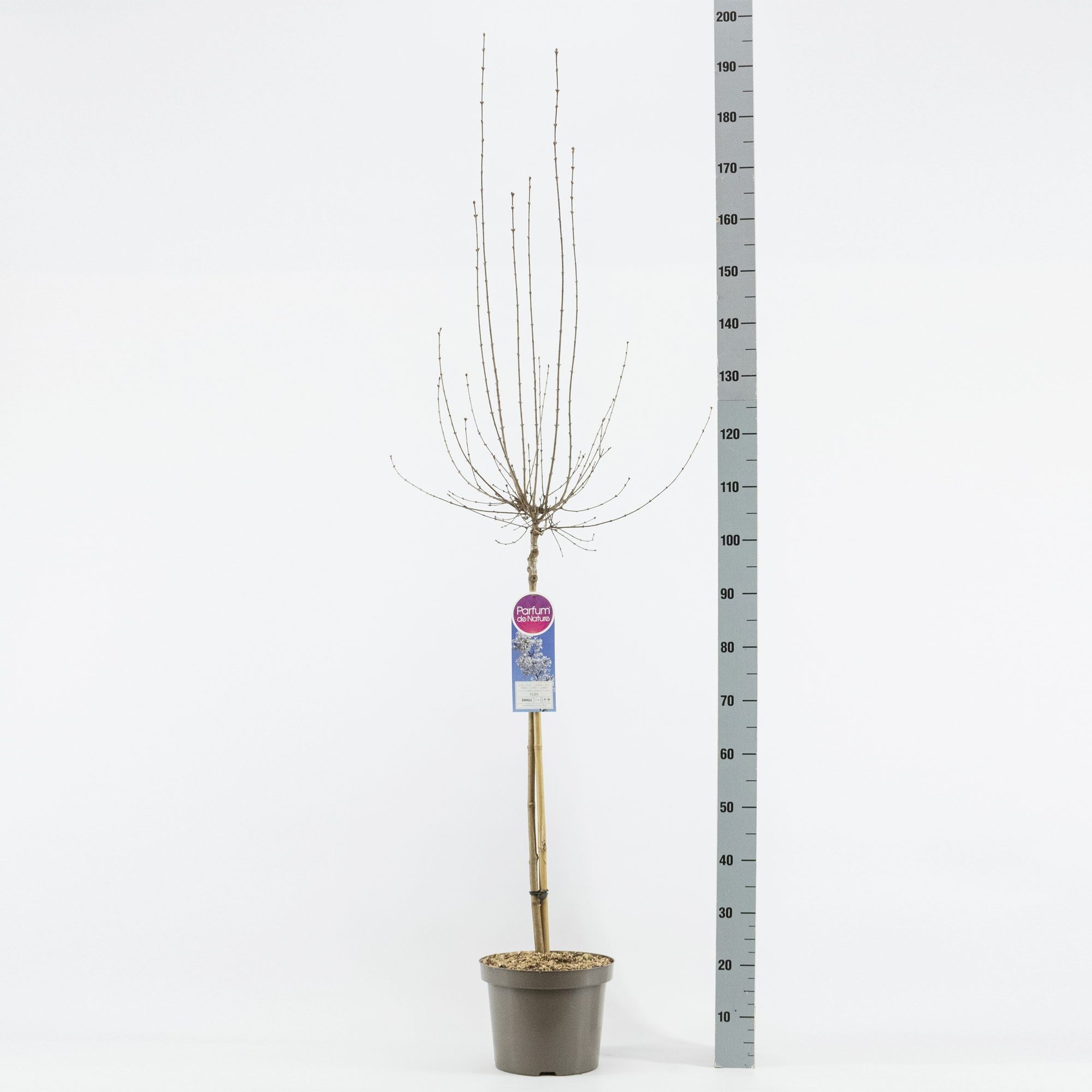 Syringa persica Alba, stam 70, 2-jarig, C7,5, D 26 cm Syringa persica Alba, stam 70, 2-jarig, C7,5, D 26 cm