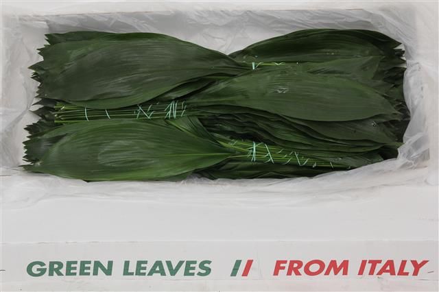 Аспидистра Элатиор 70, шт.