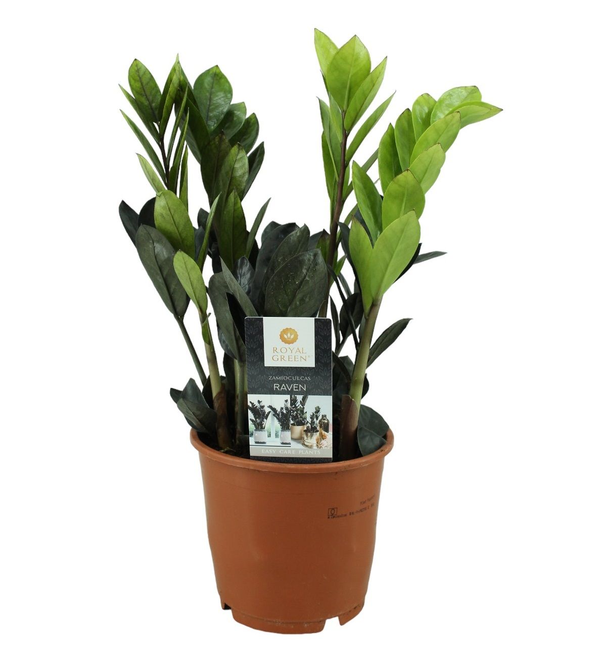 Zamioculcas Raven 14cm, D 14