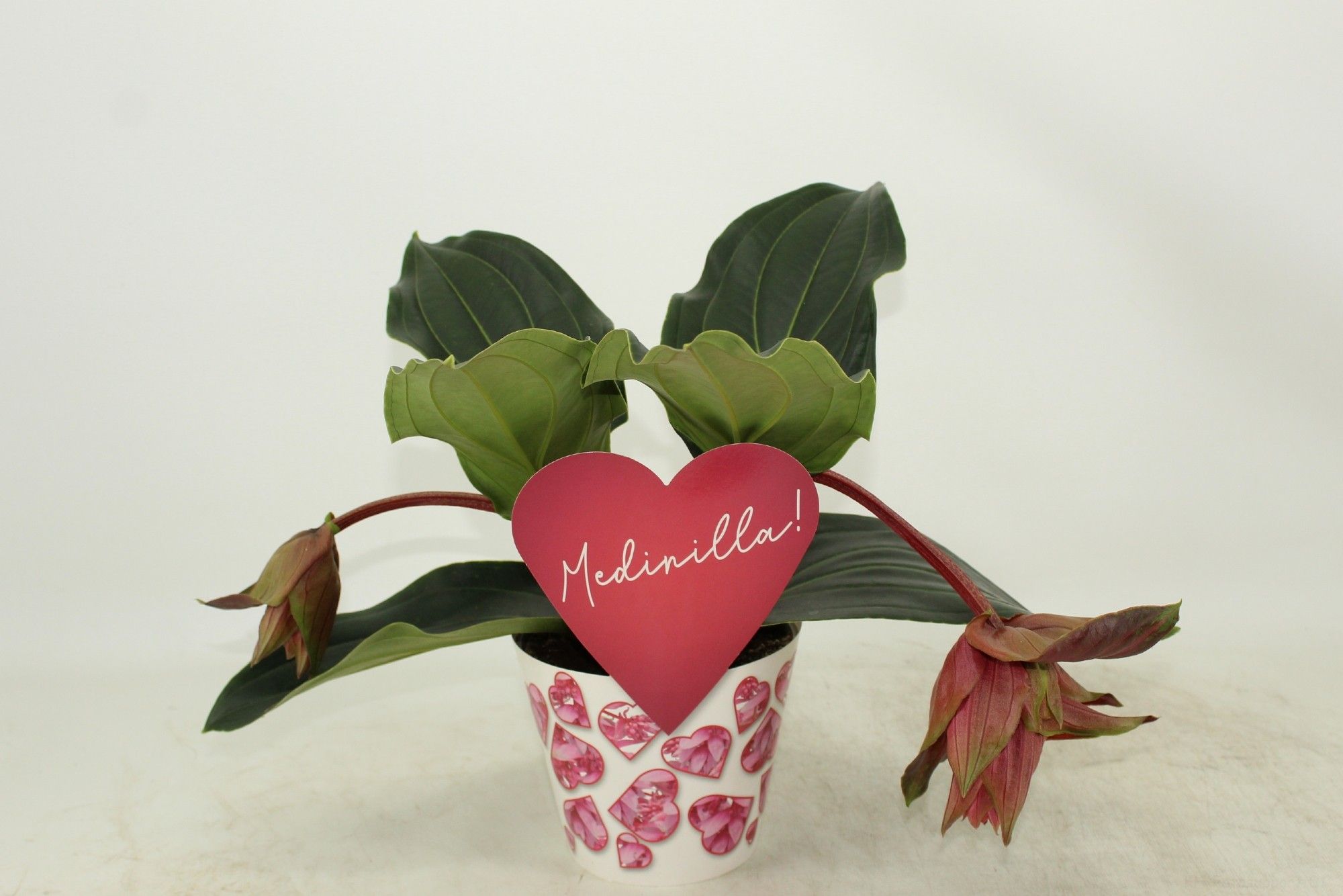 Potcover Dolce Rossa 2 knop (Medinilla 1 etage), D 14