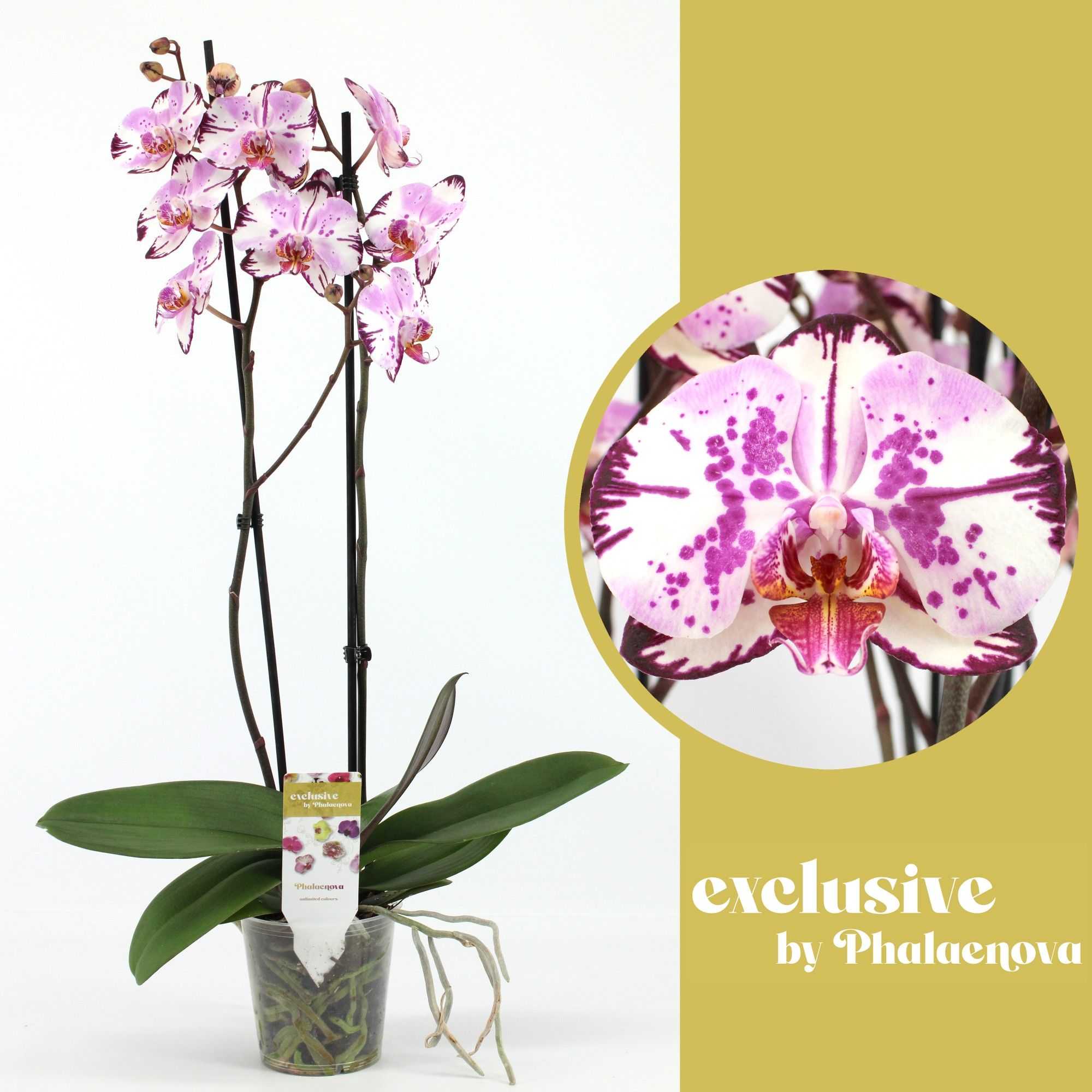 Magic Art 2-tak 60cm (RIJP), D 12