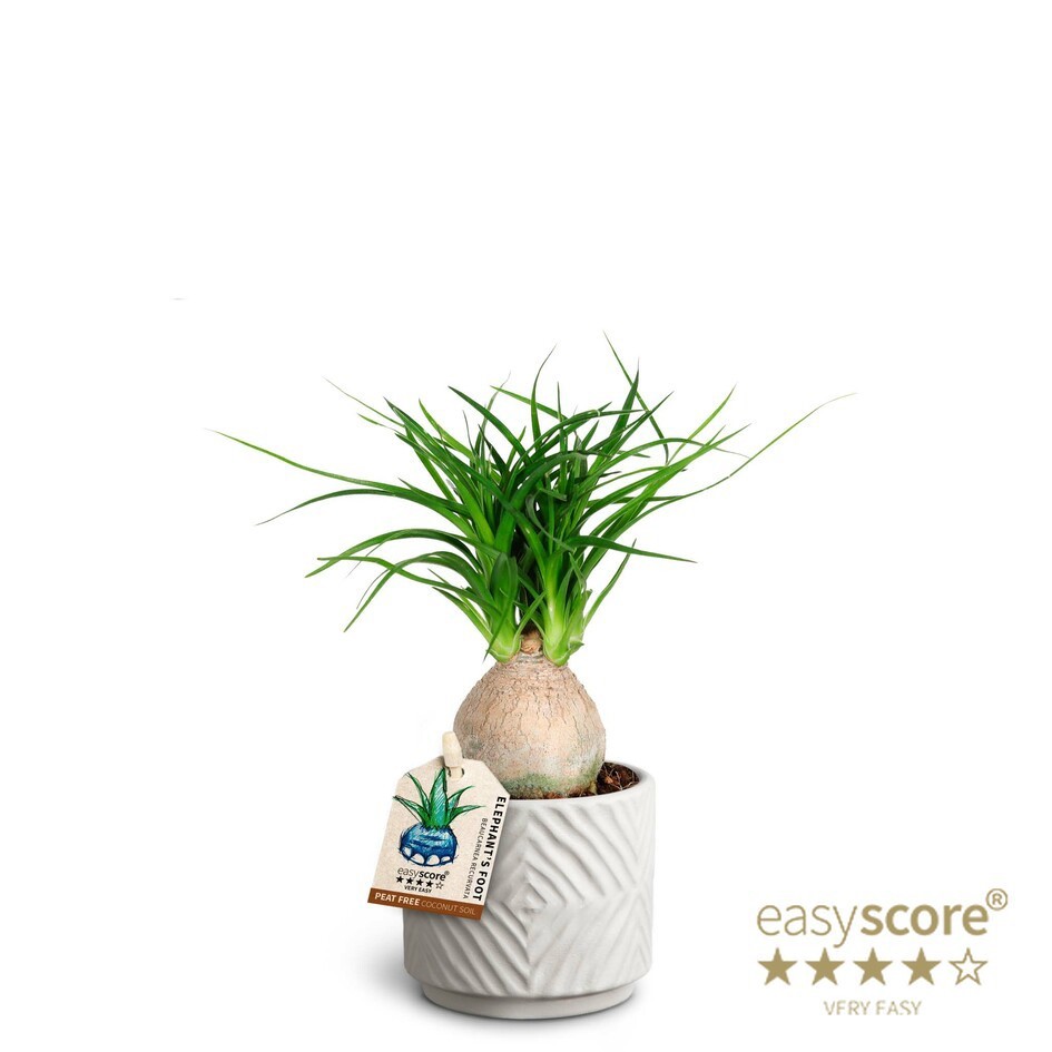 BEAUCARNEA RECURVATA 40603025 Dune, D 7