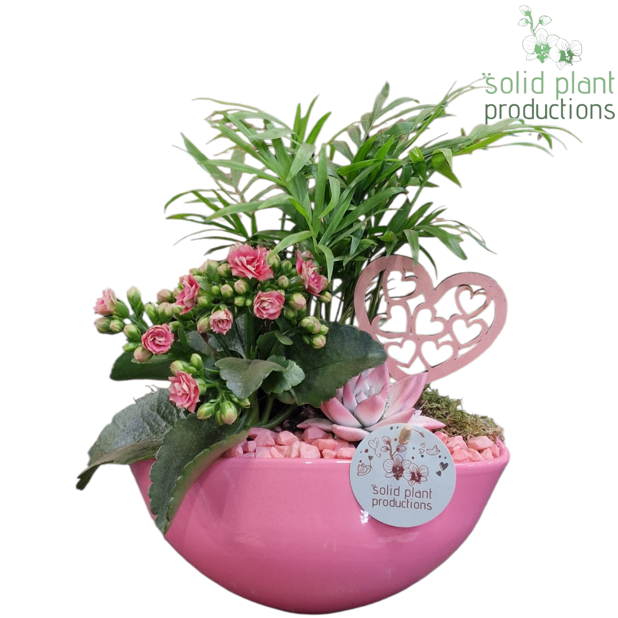 CE005 Evelyn Pink VM, D 22