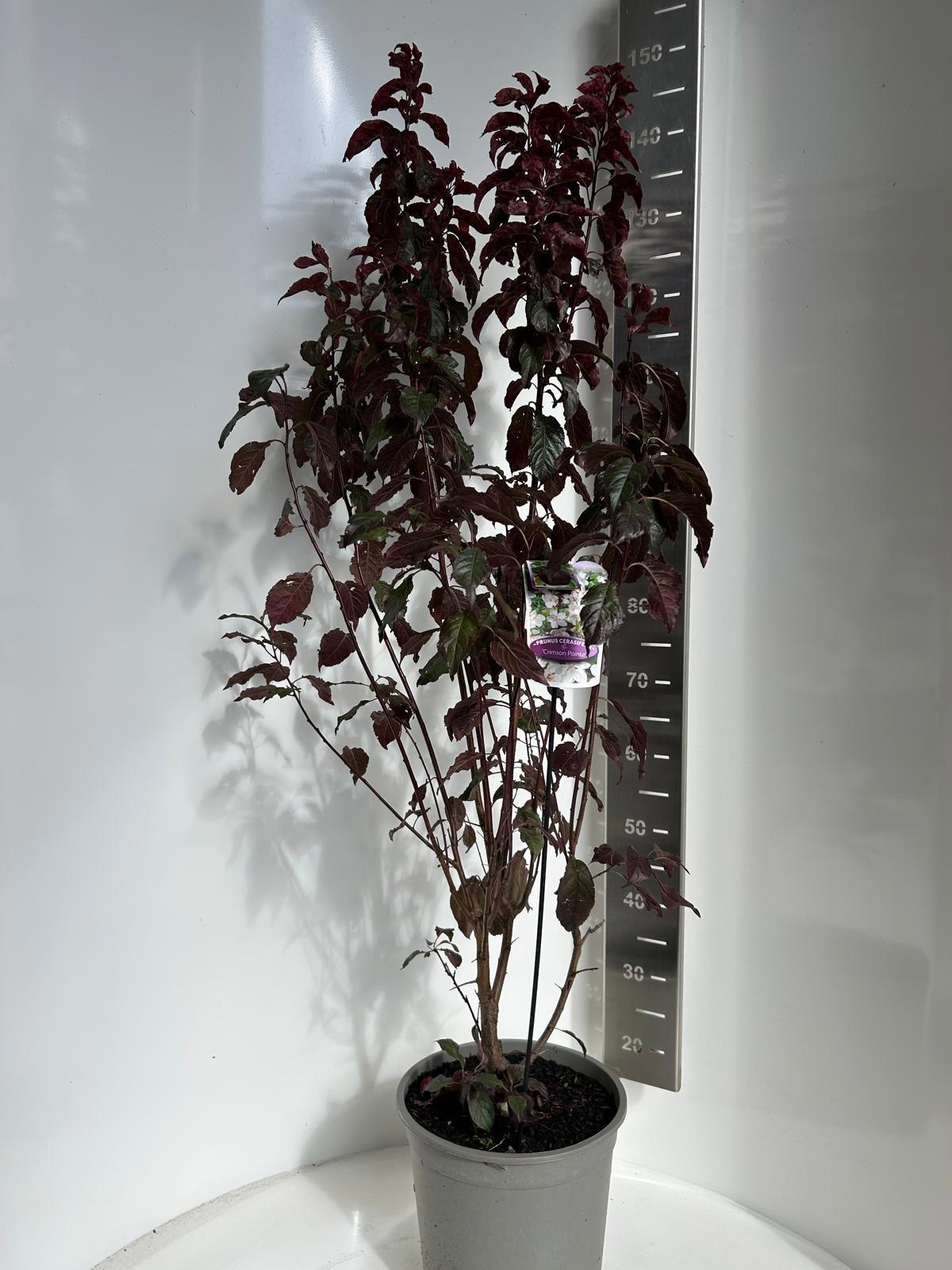 Prunus cerasifera 'Crimson Pointe', D 29 cm