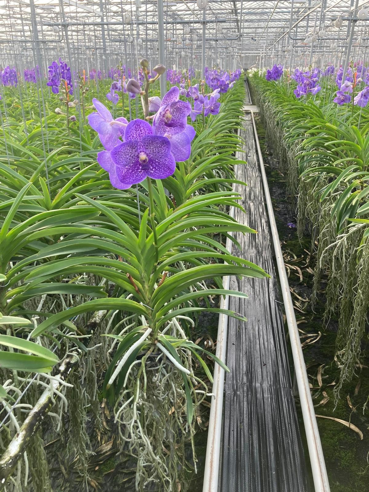 Vanda Lavender Sprinkles Large, D 15