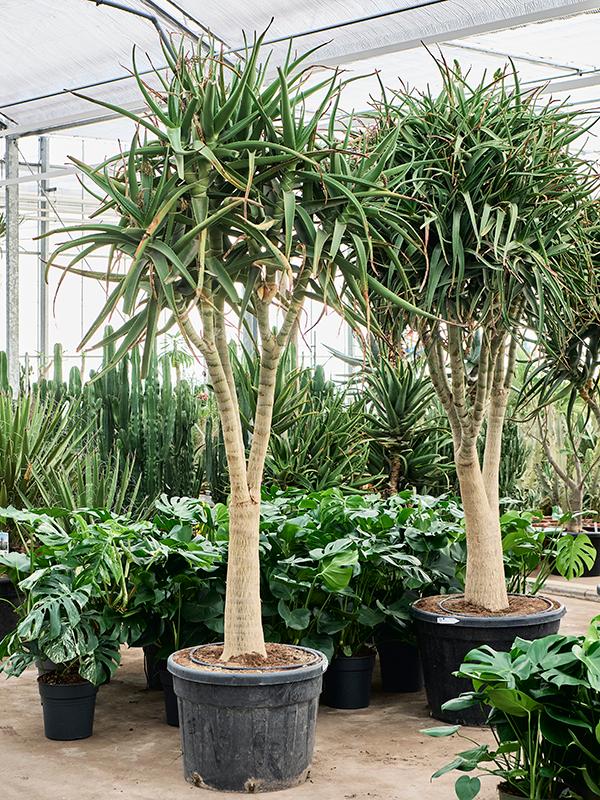 Aloe tongaensis 'Medusa' (320-360), D 75